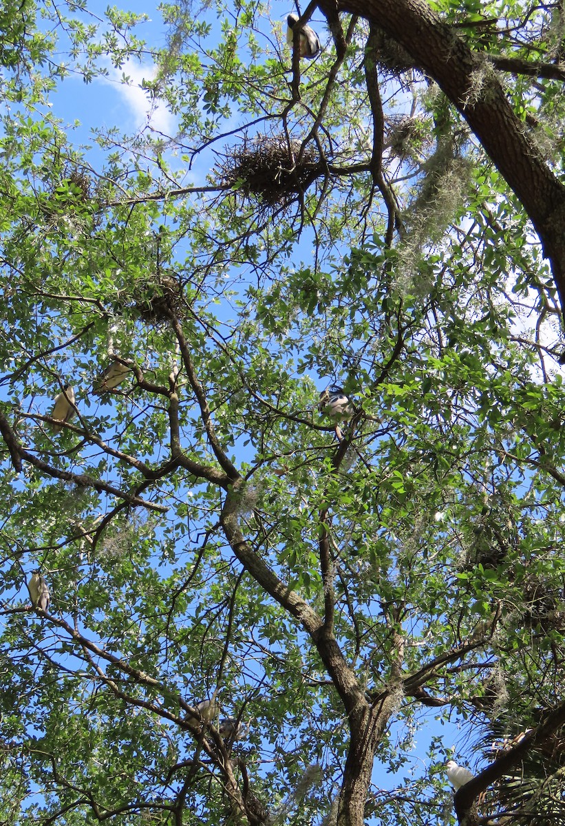 Black-crowned Night Heron - ML617237600