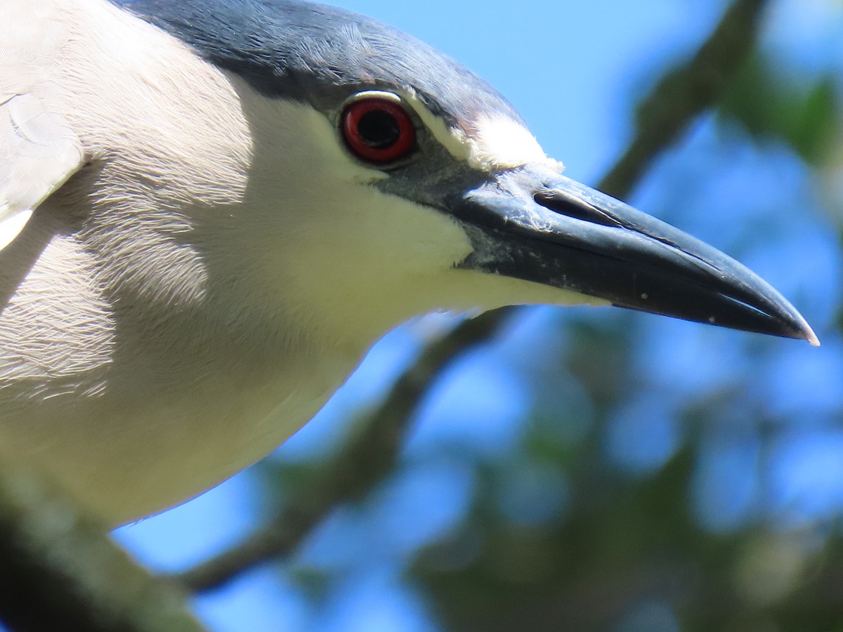 Black-crowned Night Heron - ML617237601