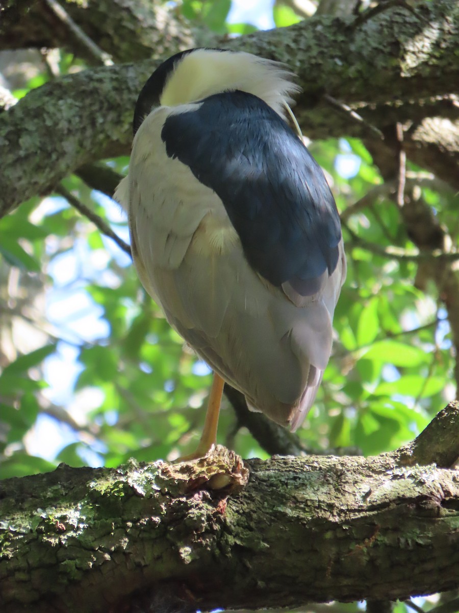 Black-crowned Night Heron - ML617237603