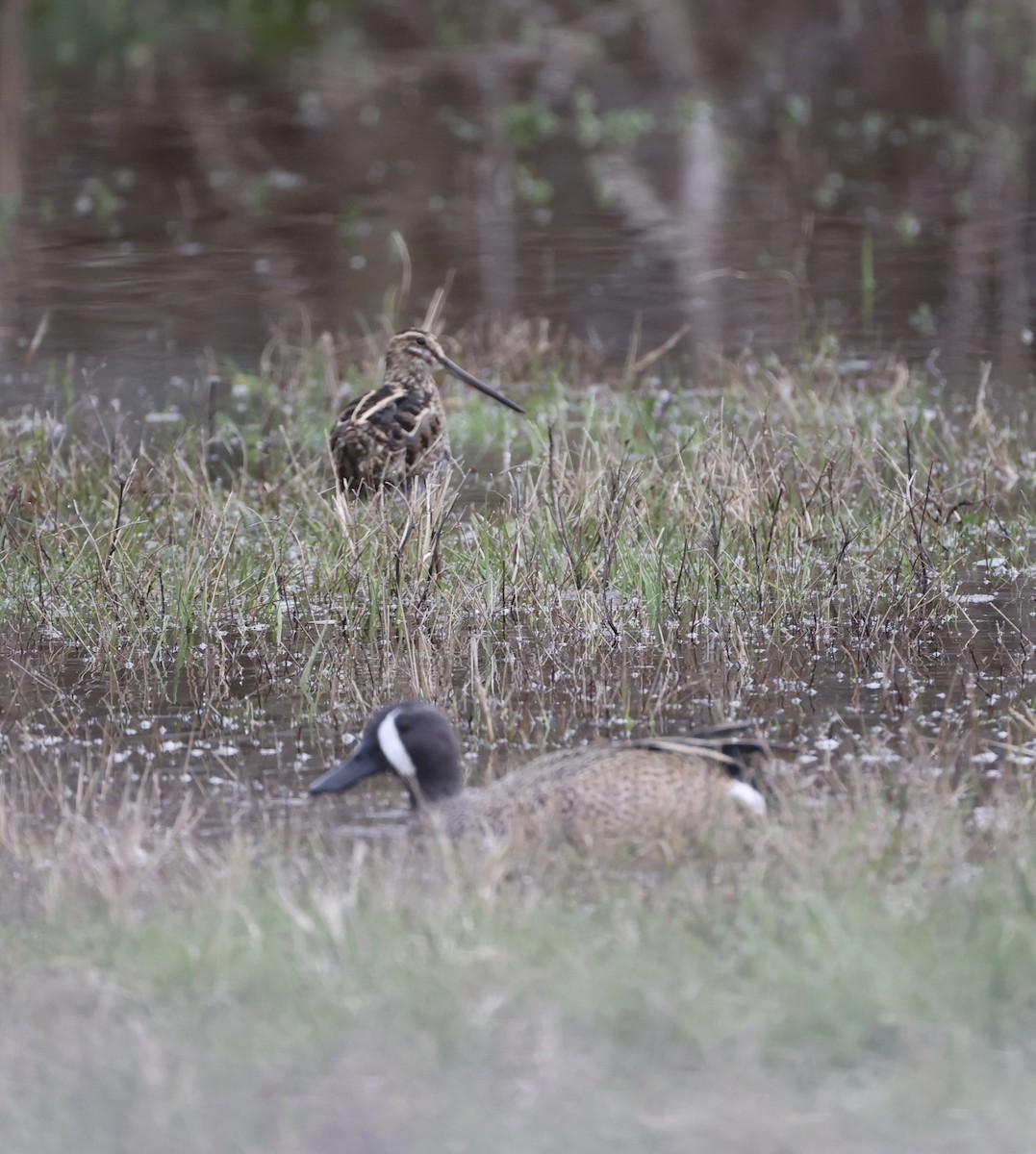 Blue-winged Teal - ML617237604