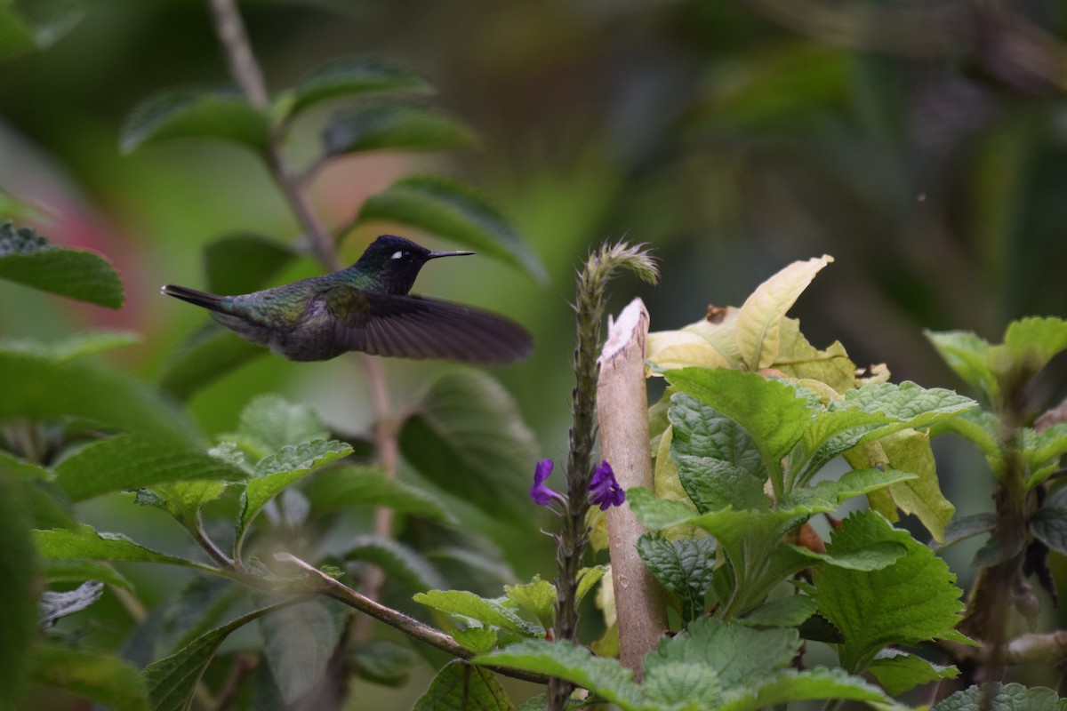 Violet-headed Hummingbird - ML617237645