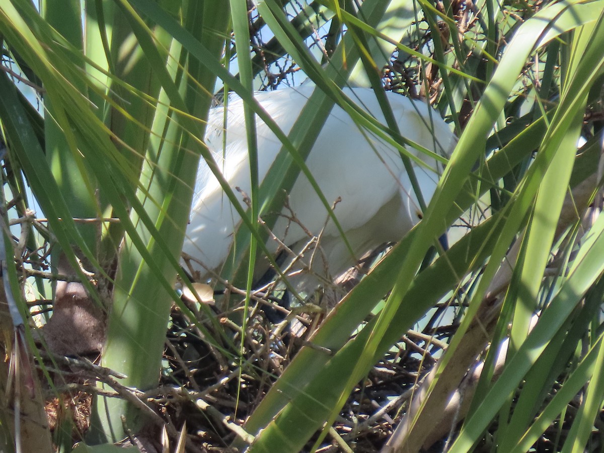 Snowy Egret - ML617237658