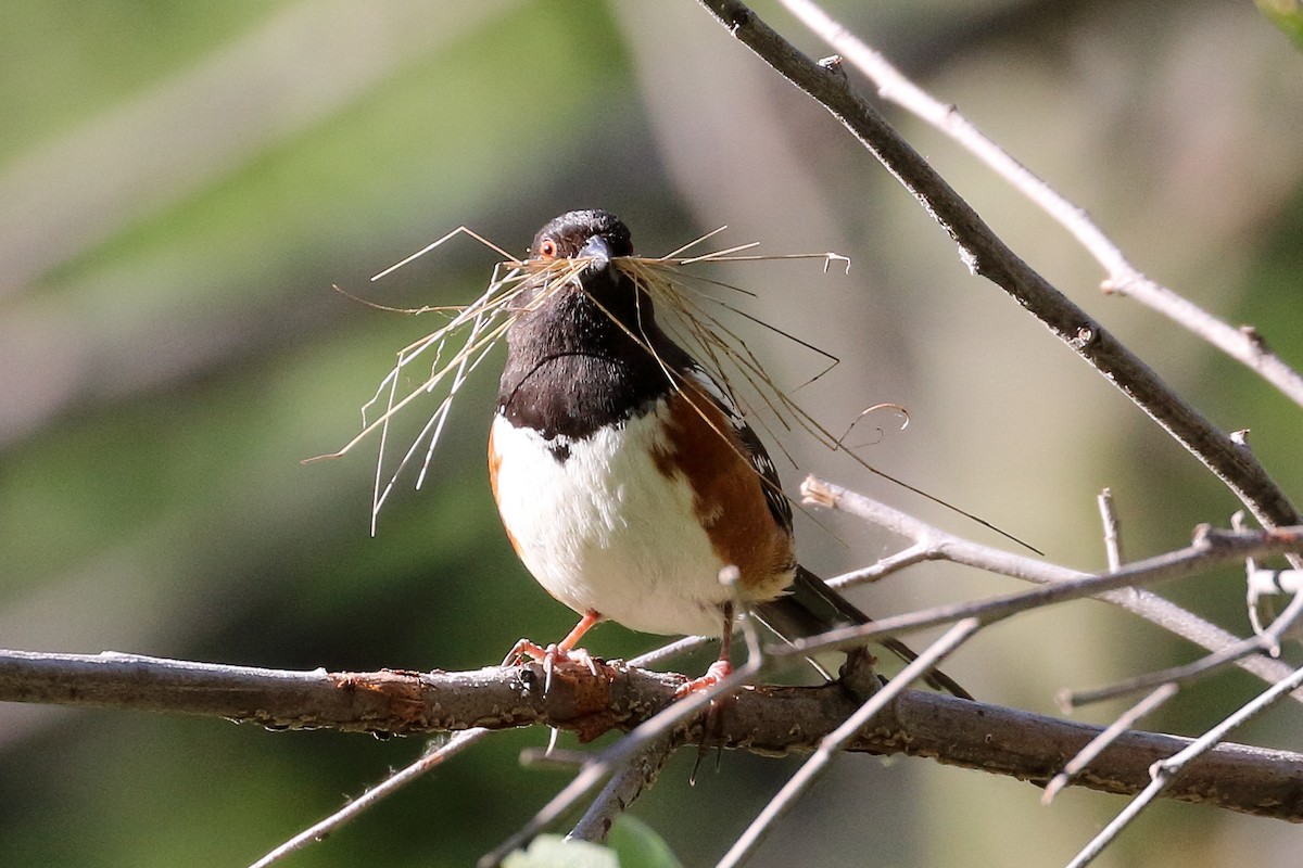 Spotted Towhee - ML617237686