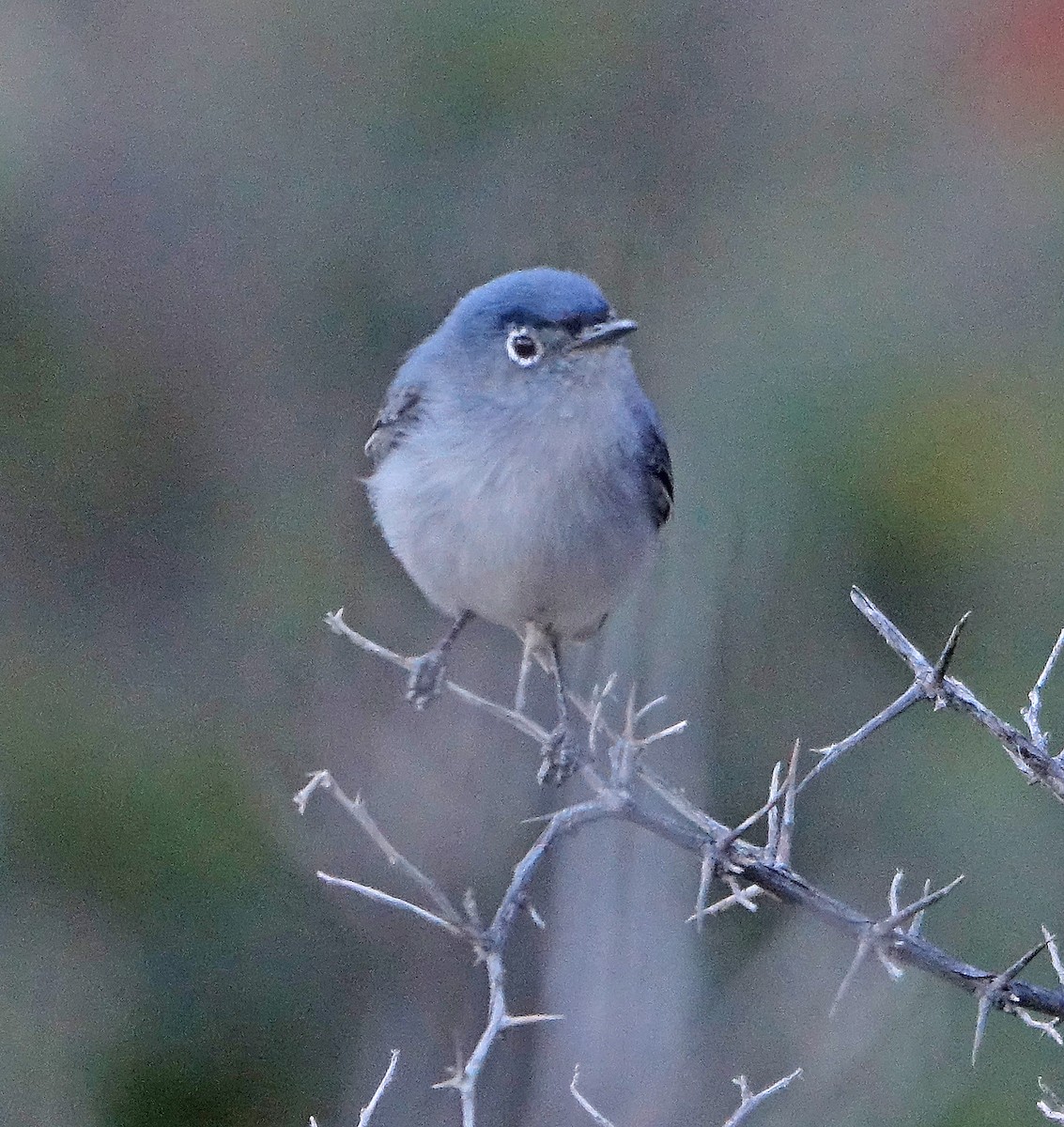 Blue-gray Gnatcatcher - ML617237705