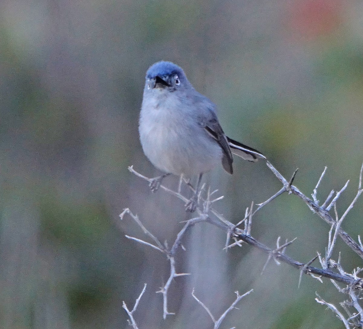 Blue-gray Gnatcatcher - ML617237706