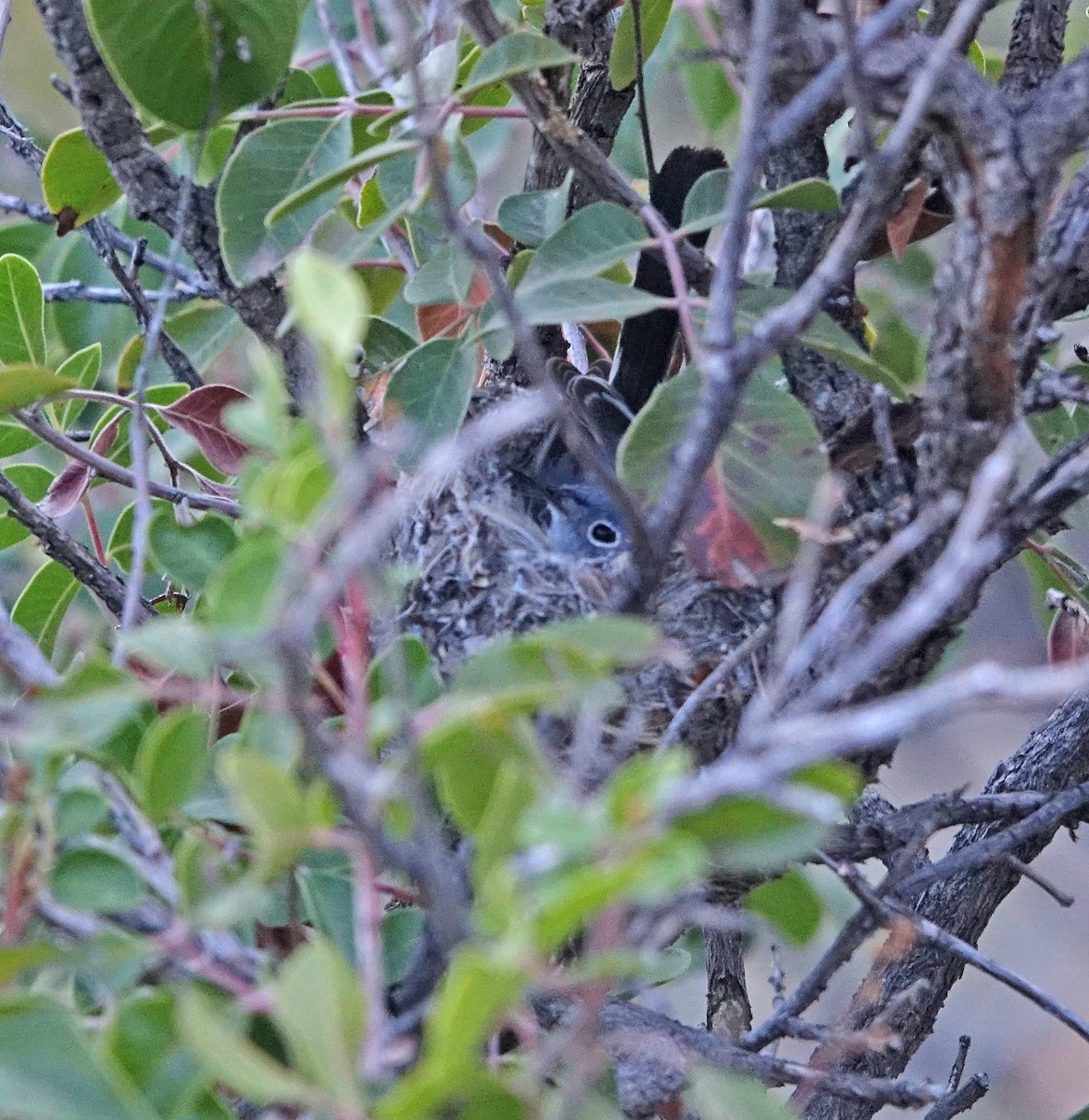 Blue-gray Gnatcatcher - ML617237743