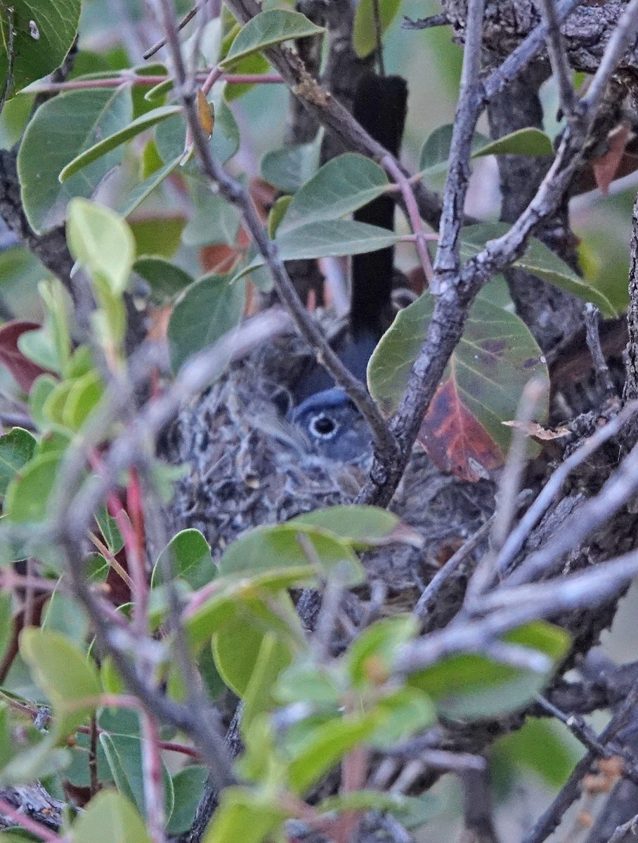 Blue-gray Gnatcatcher - ML617237749