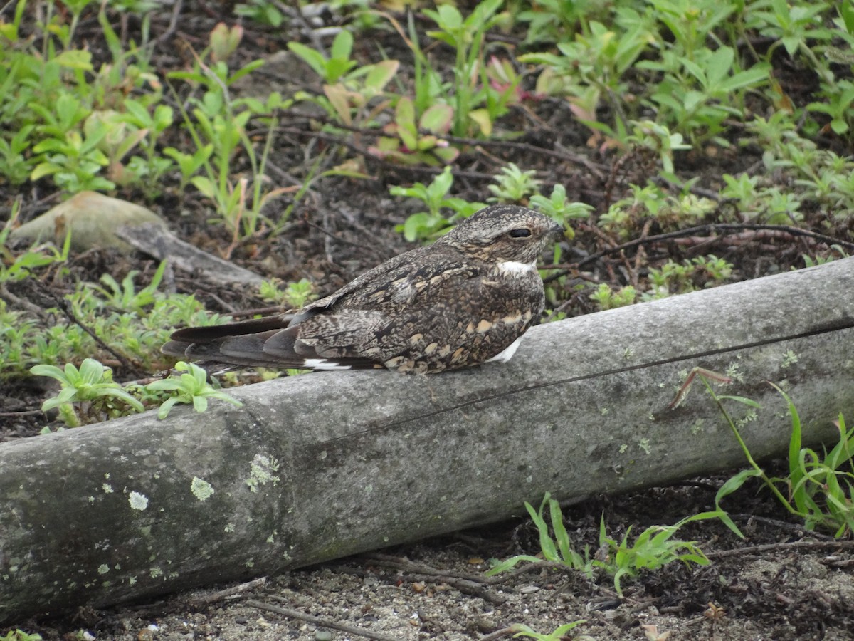 Lesser Nighthawk - Francisco Sornoza