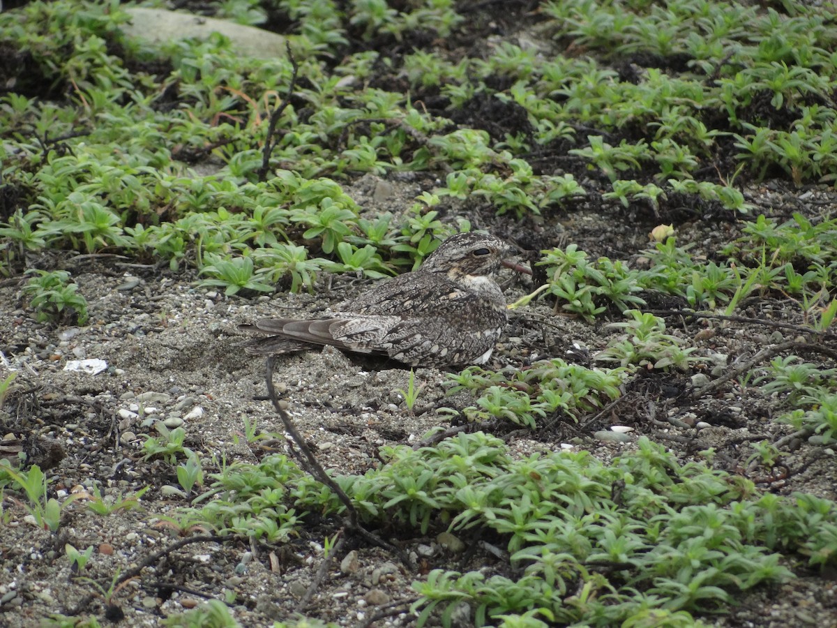 Lesser Nighthawk - Francisco Sornoza