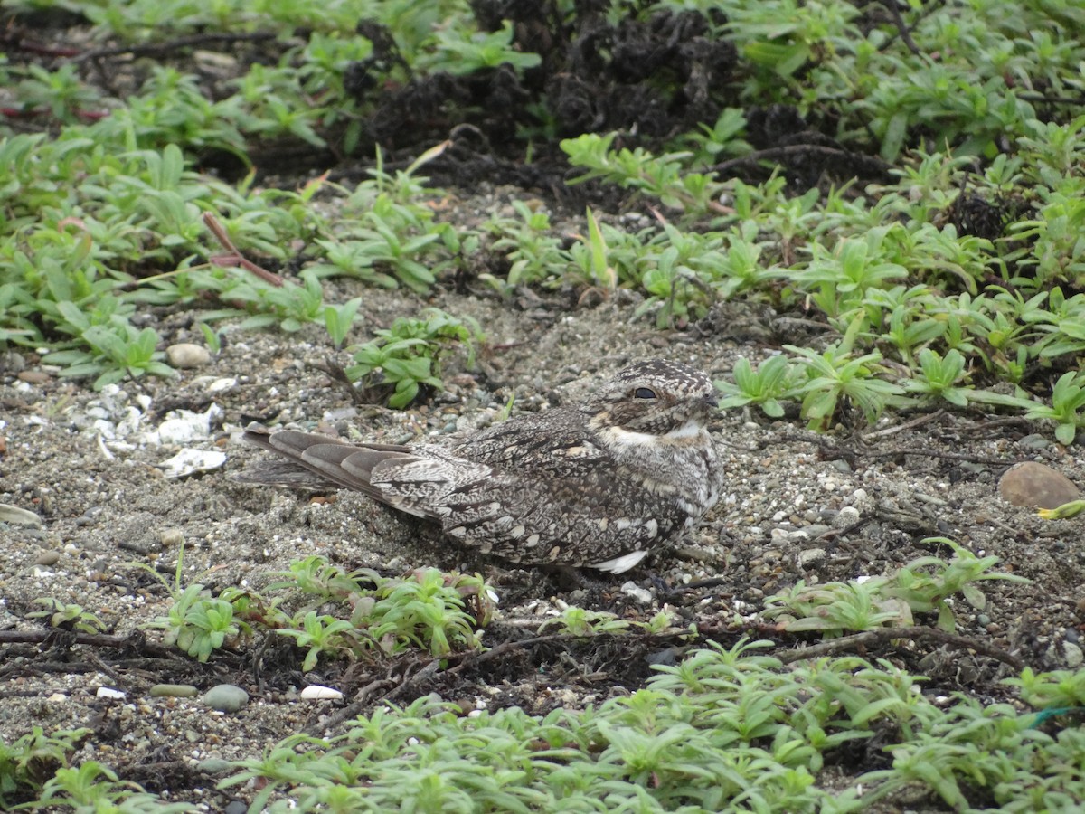 Lesser Nighthawk - Francisco Sornoza