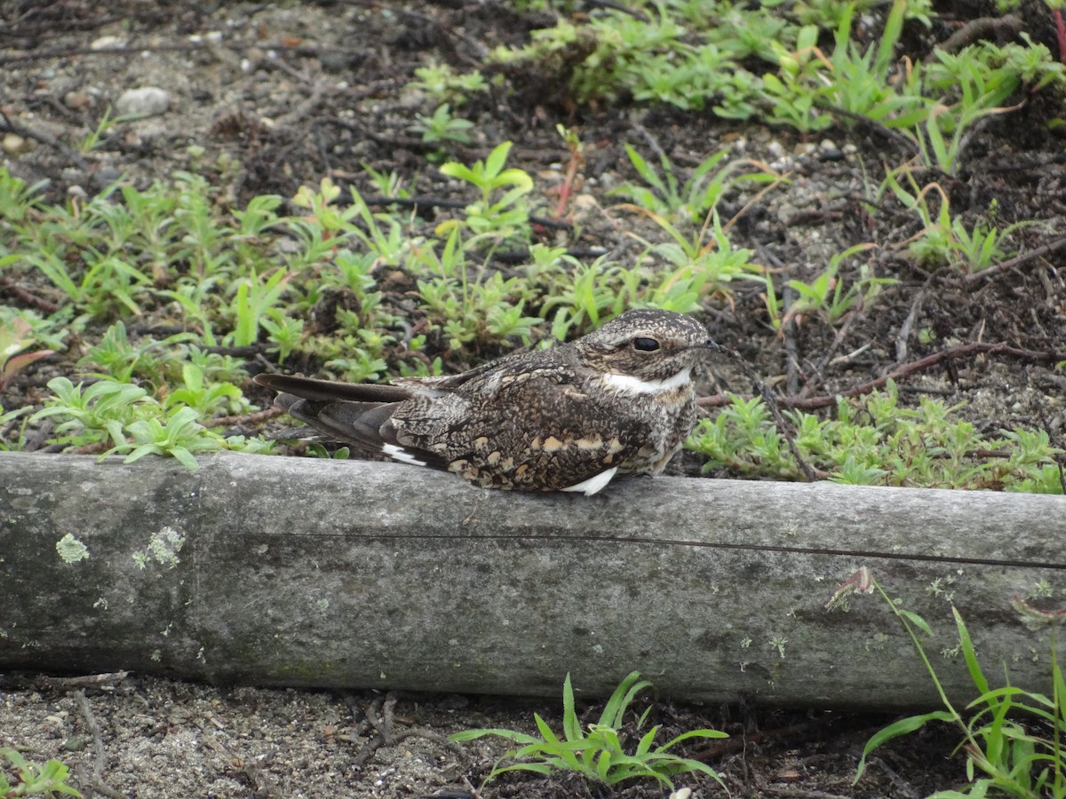 Lesser Nighthawk - Francisco Sornoza