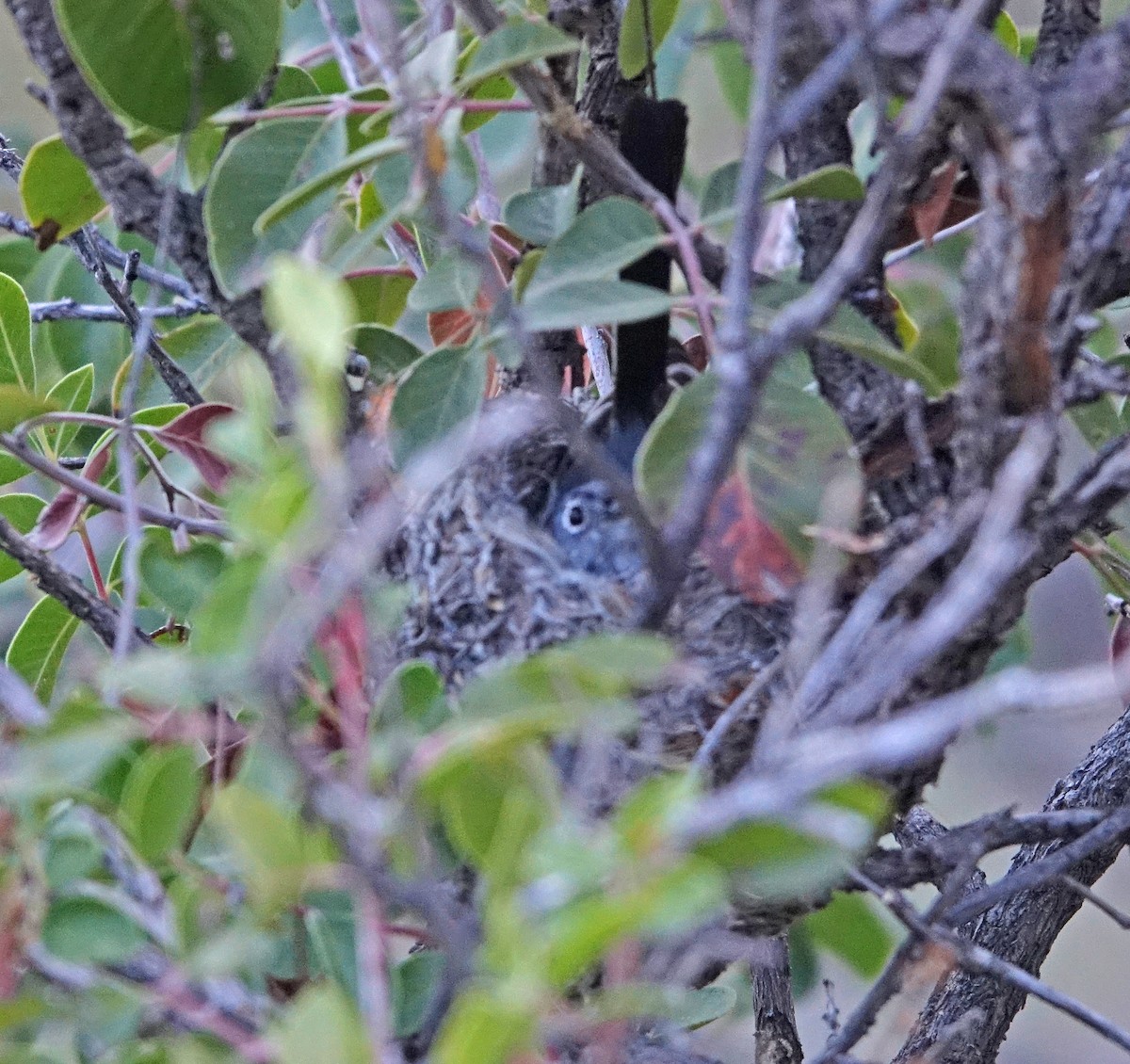 Blue-gray Gnatcatcher - ML617237763