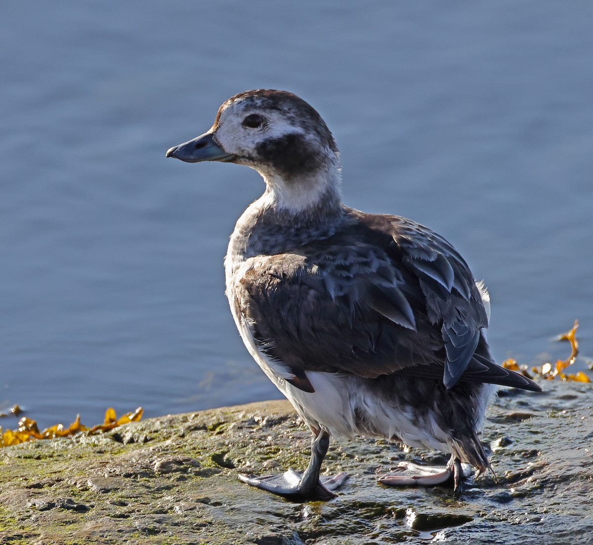 Long-tailed Duck - ML617237769