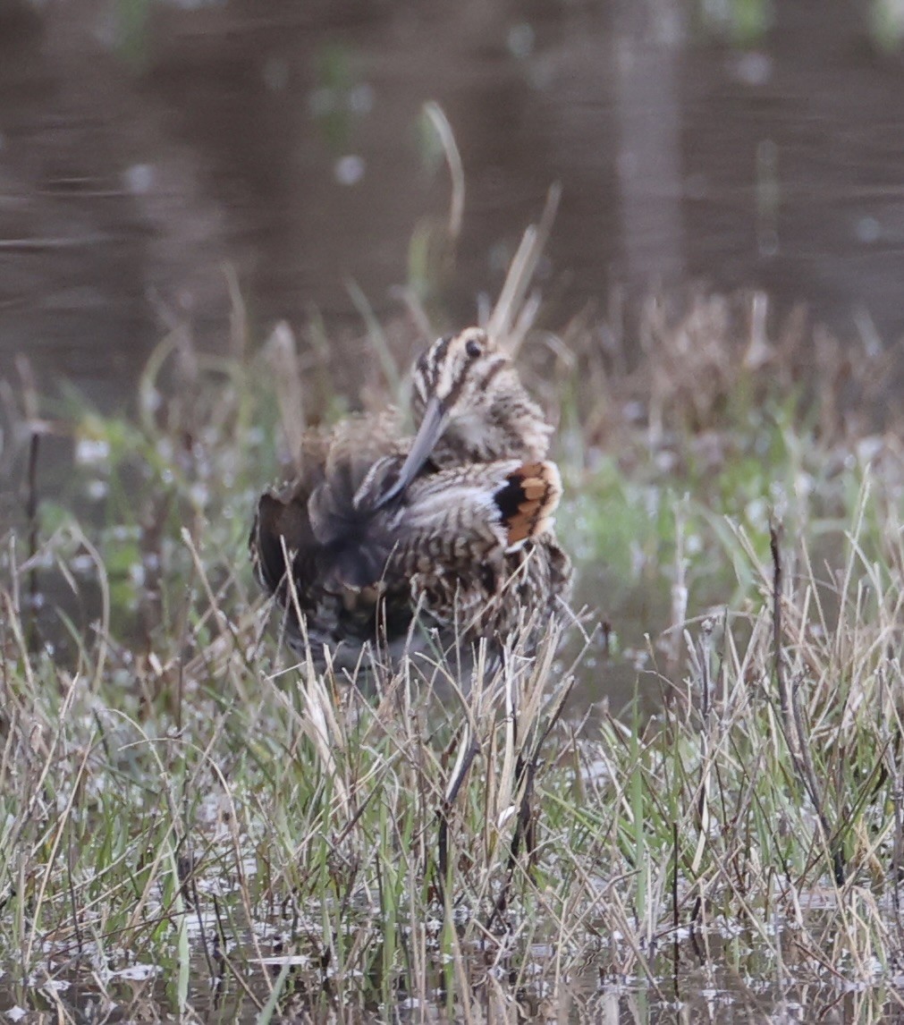 Wilson's Snipe - ML617237780