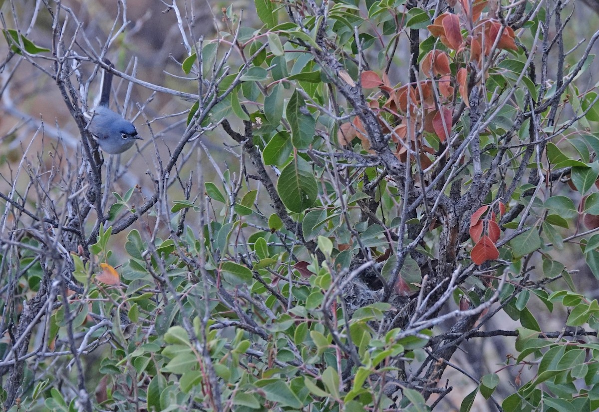 Blue-gray Gnatcatcher - ML617237792