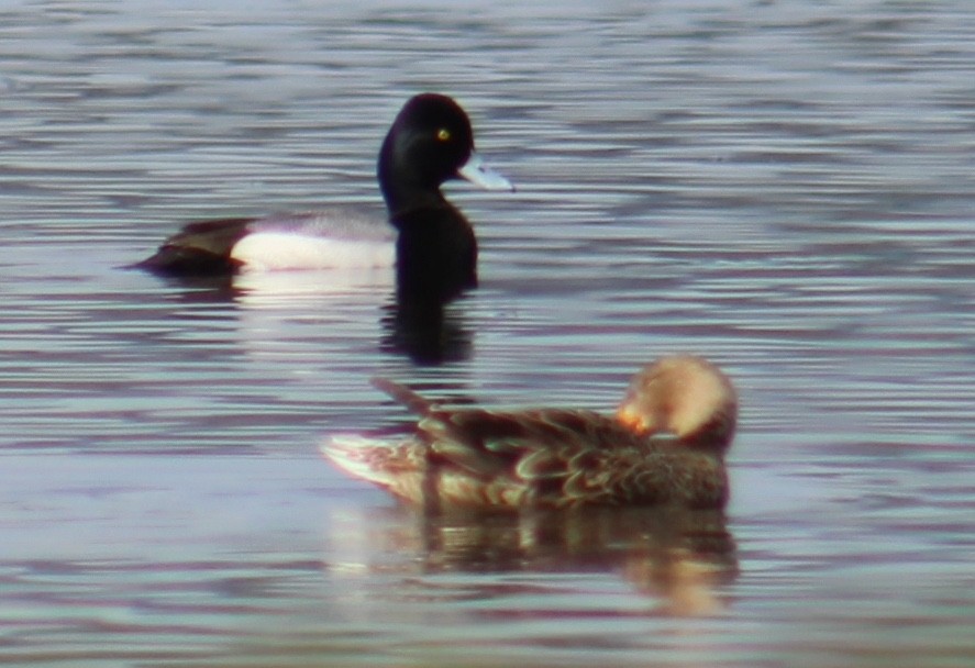 Lesser Scaup - ML617237802