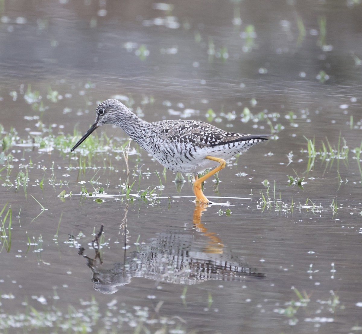 Greater Yellowlegs - ML617237814