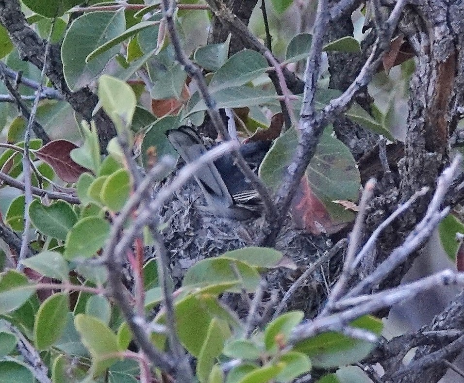 Blue-gray Gnatcatcher - ML617237827