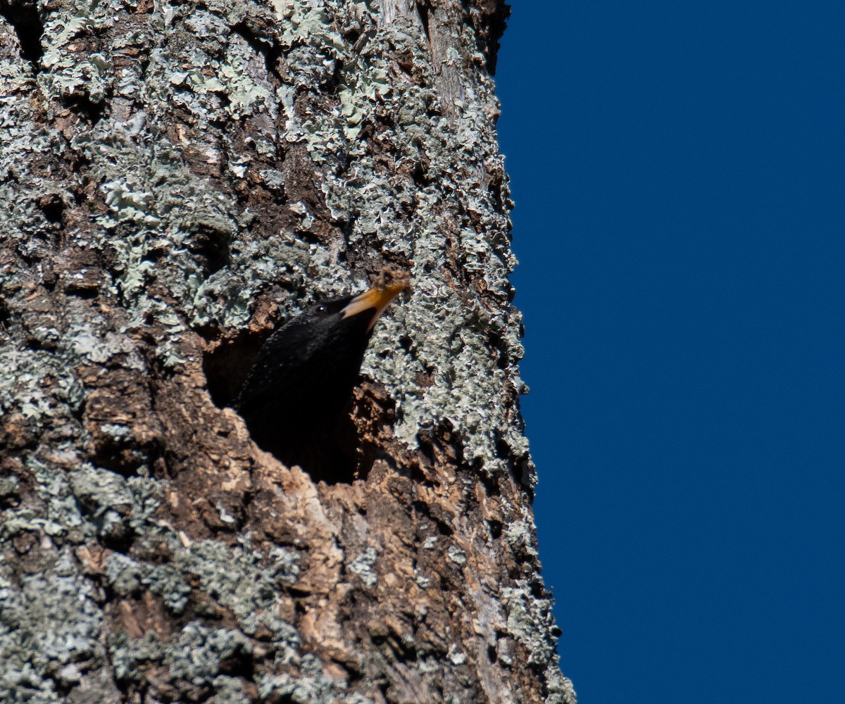 European Starling - ML617237834