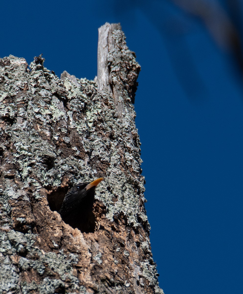 European Starling - ML617237835