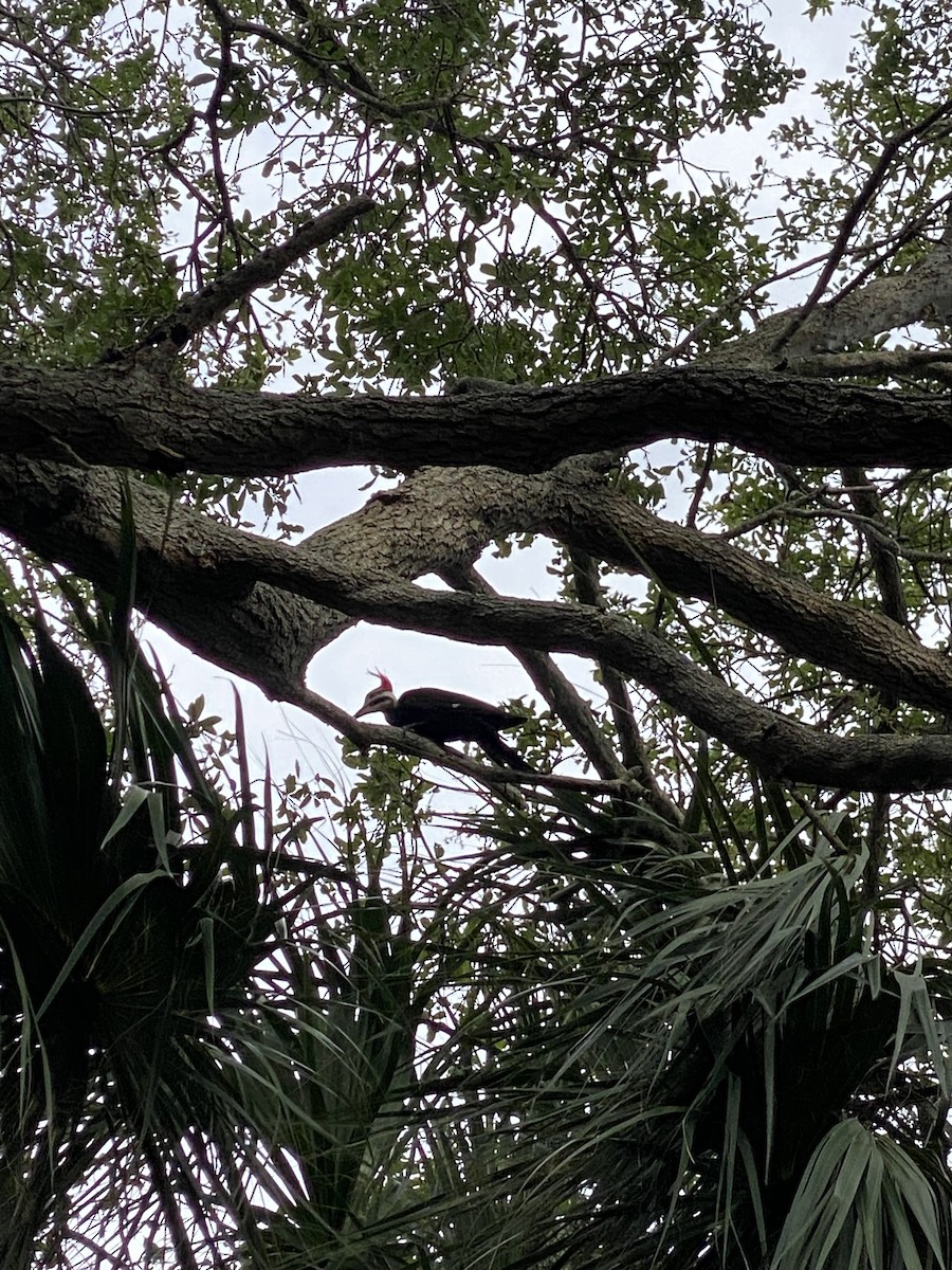 Pileated Woodpecker - ML617237859