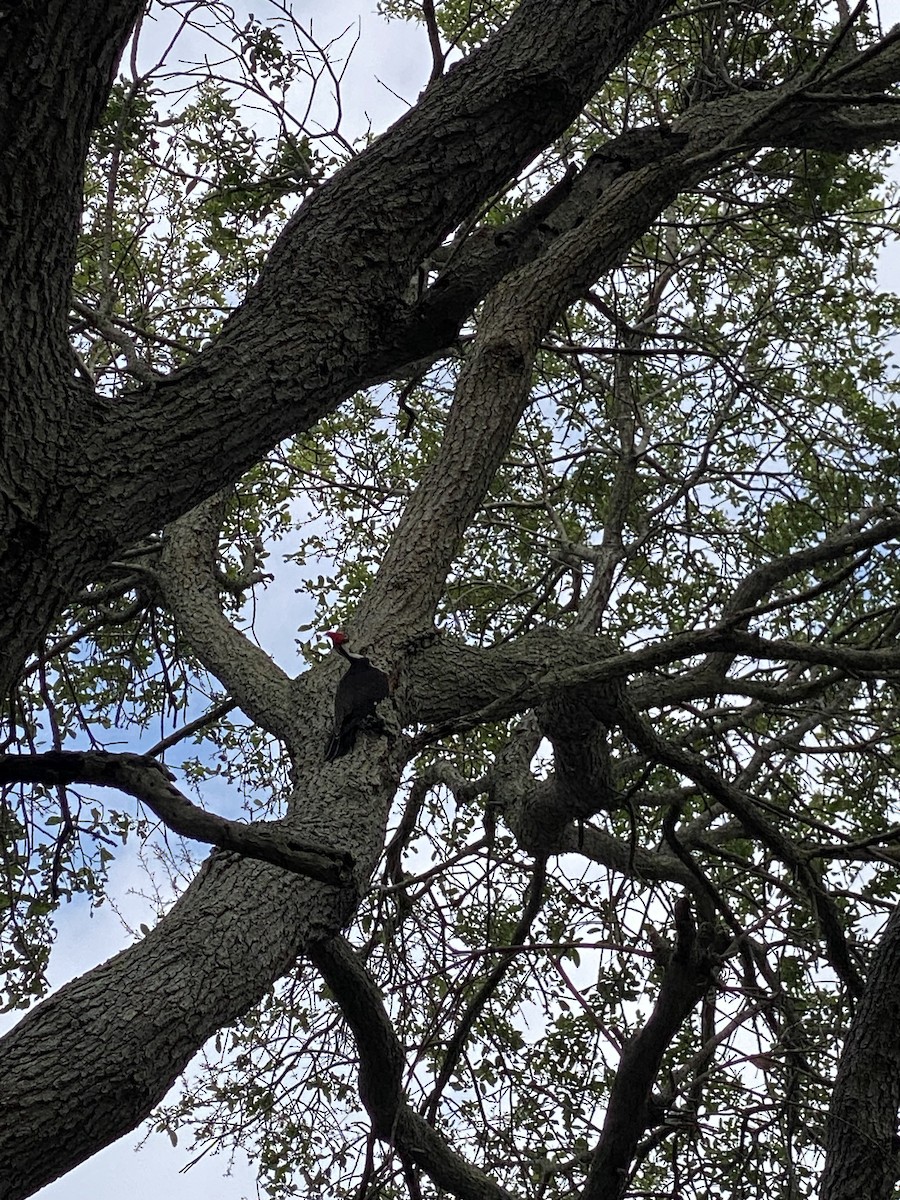 Pileated Woodpecker - ML617237860