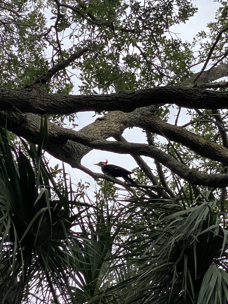 Pileated Woodpecker - ML617237862