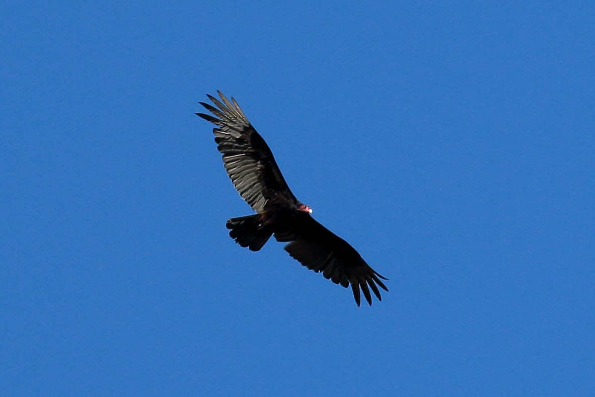 Turkey Vulture - ML617237867