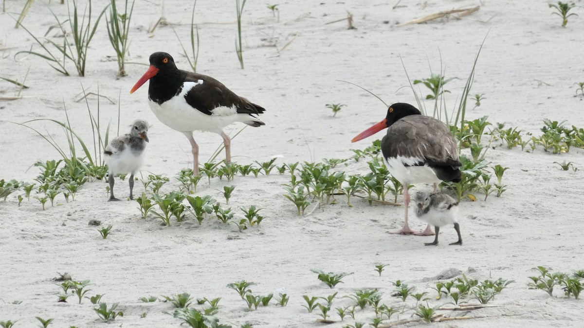 American Oystercatcher - Joanna Watson