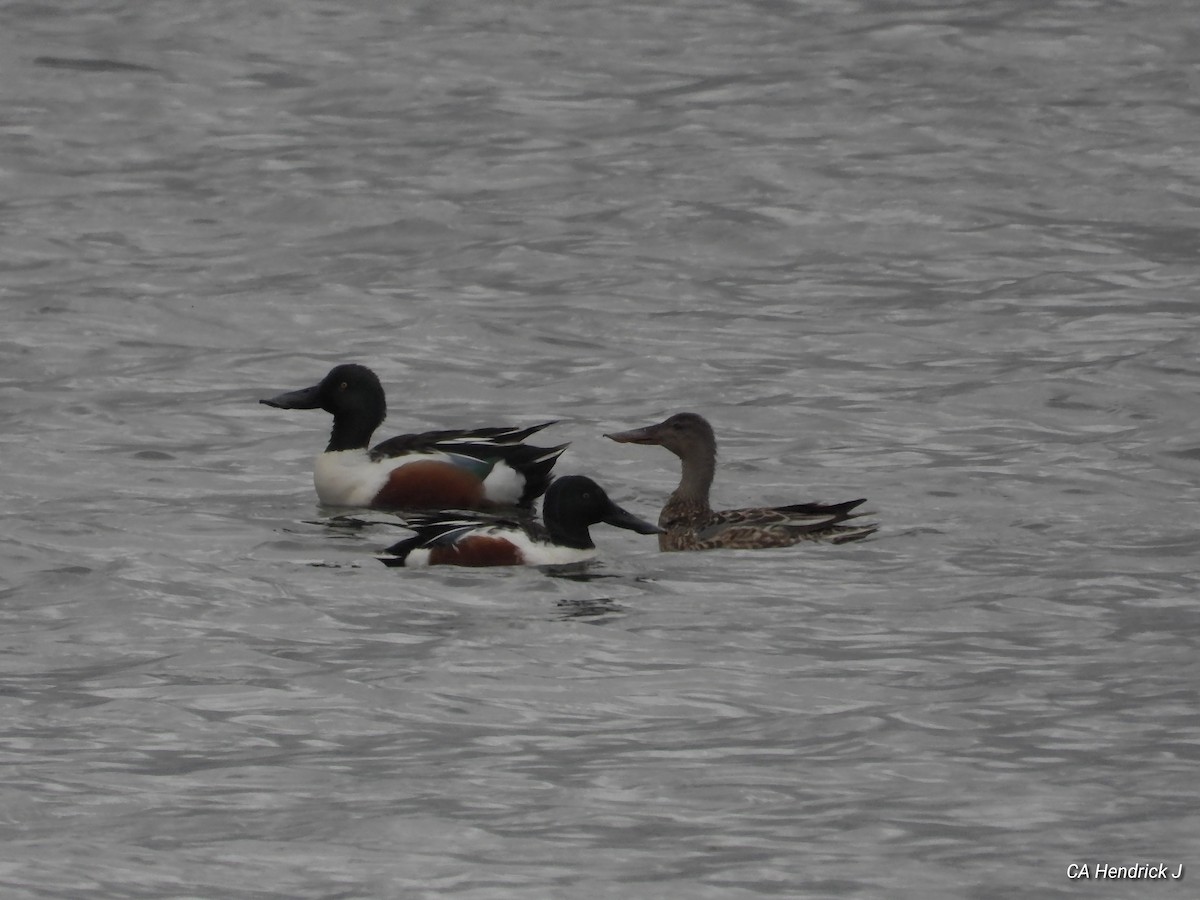 Northern Shoveler - ML617237876