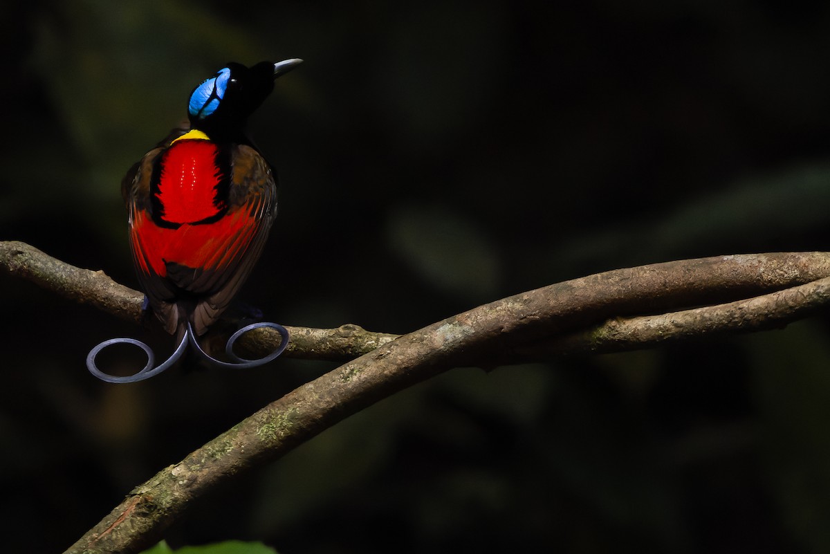 Wilson's Bird-of-Paradise - Joachim Bertrands