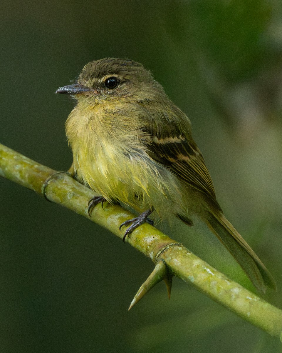 Large-headed Flatbill - Hernán Arias