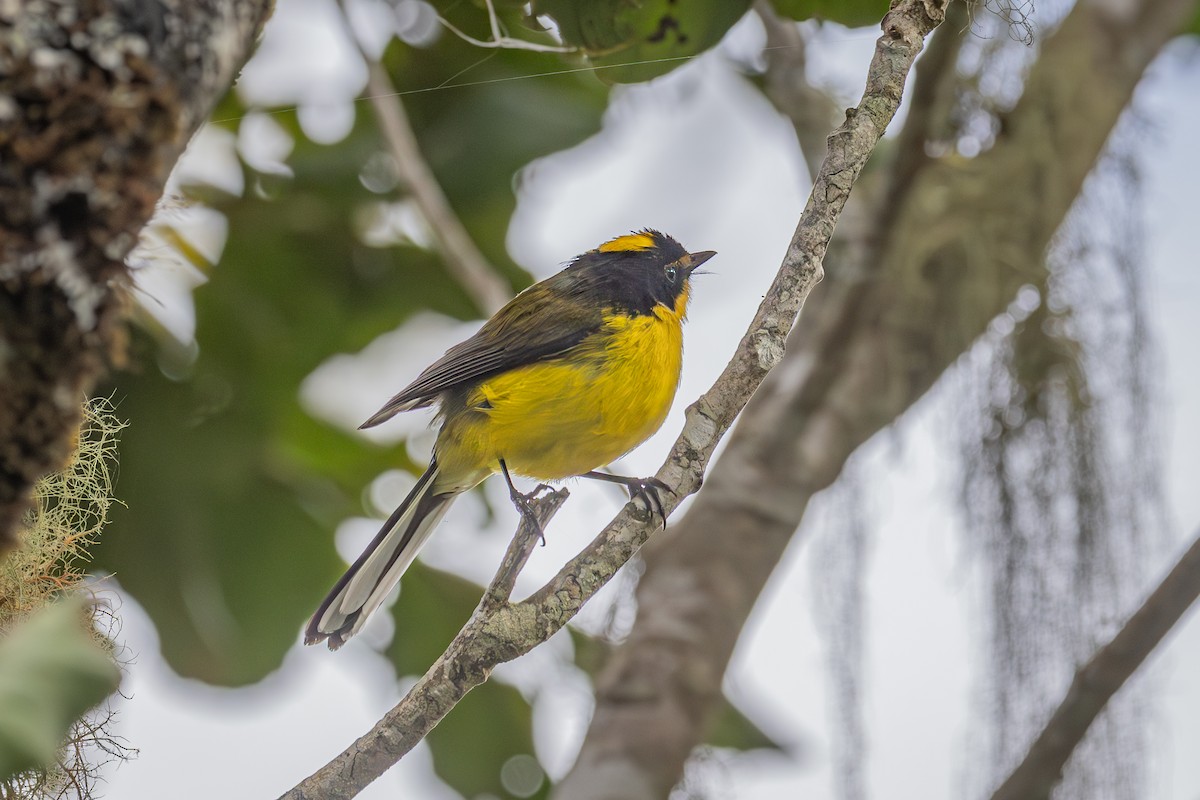 Yellow-crowned Redstart - Mariann Cyr