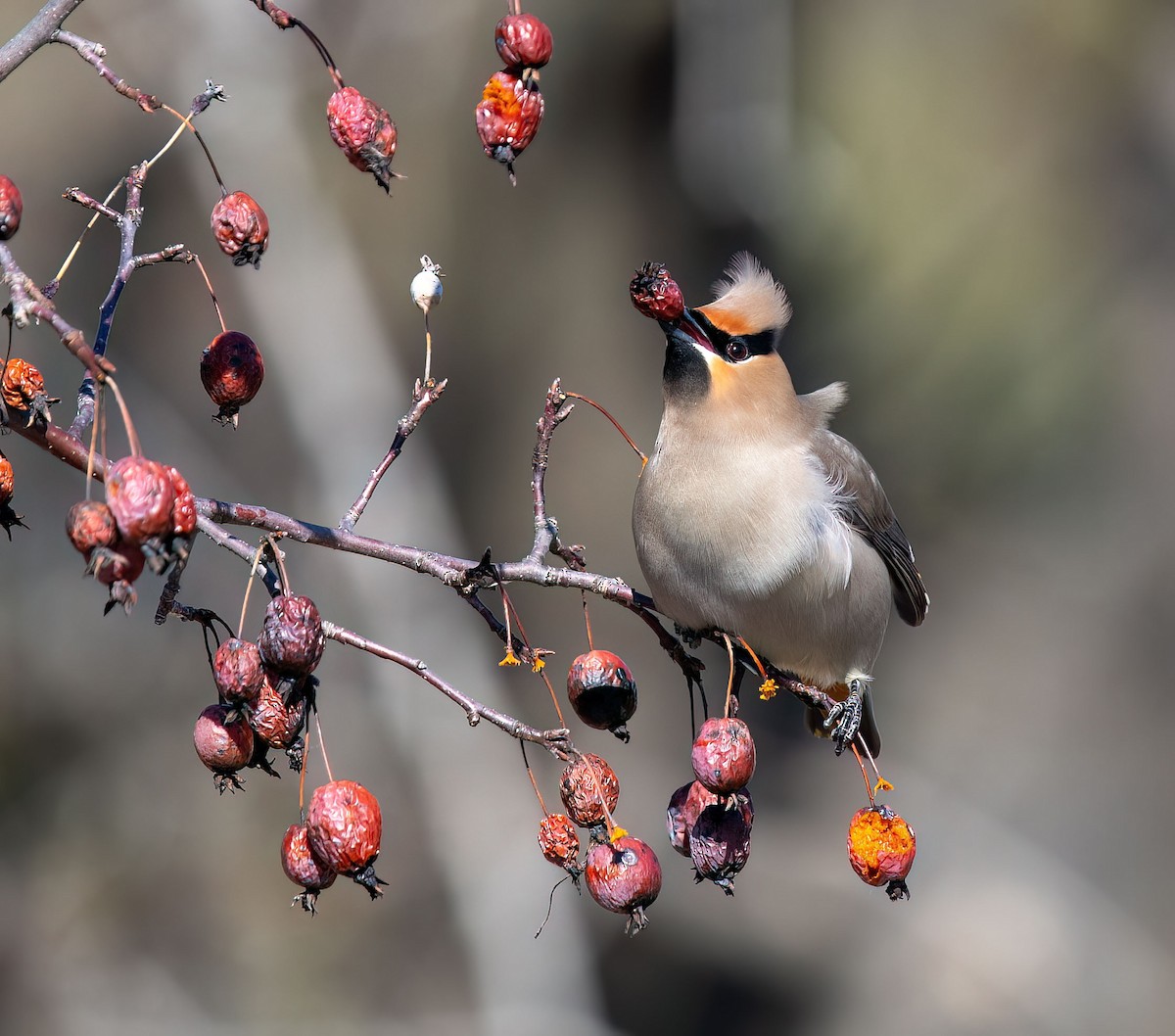 Bohemian Waxwing - ML617237928