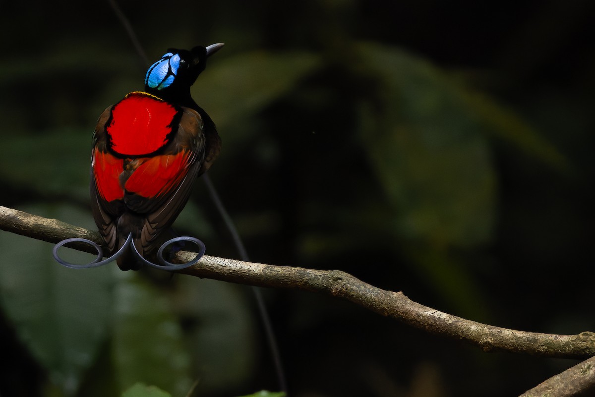 Wilson's Bird-of-Paradise - Joachim Bertrands