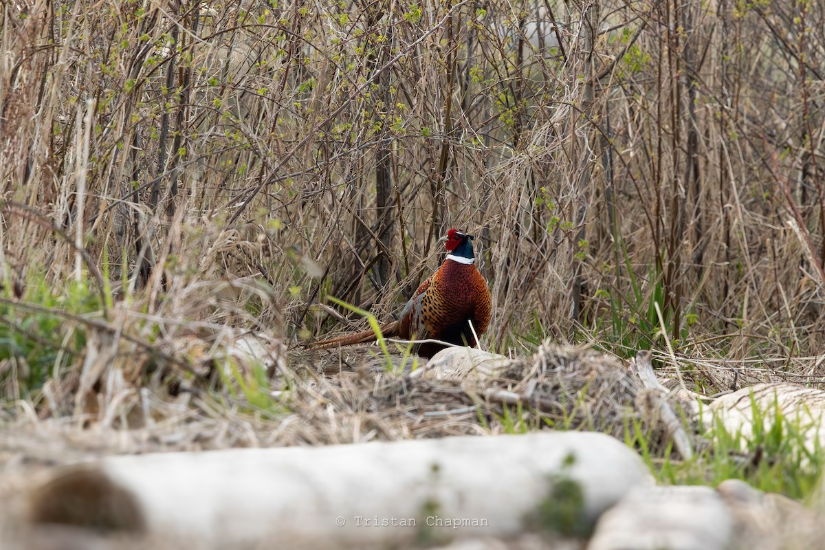 Ring-necked Pheasant - ML617237974