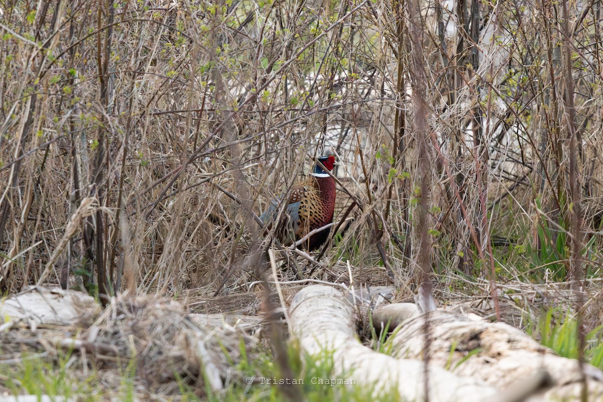 Ring-necked Pheasant - ML617237975