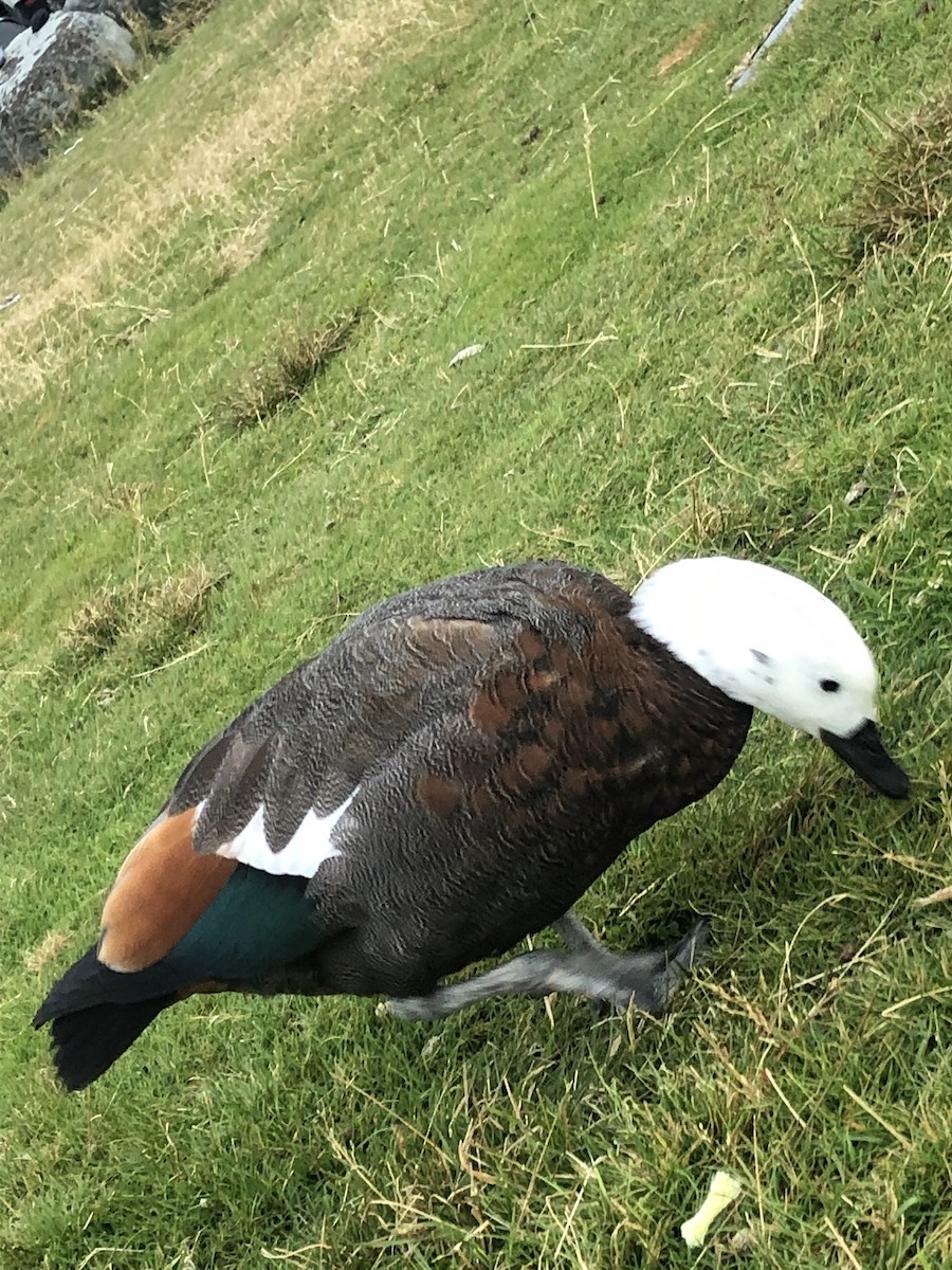 Paradise Shelduck - ML617237980