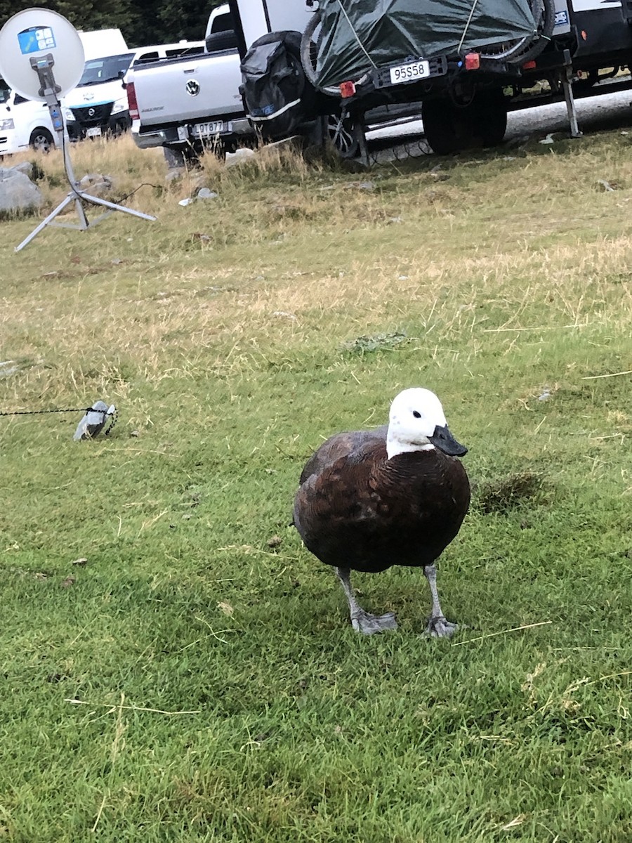 Paradise Shelduck - ML617237981