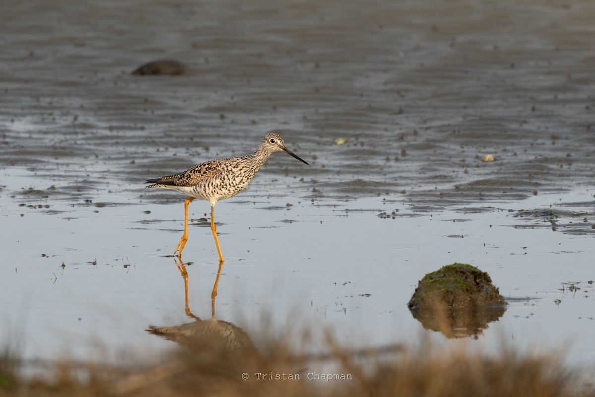 Greater Yellowlegs - ML617238004