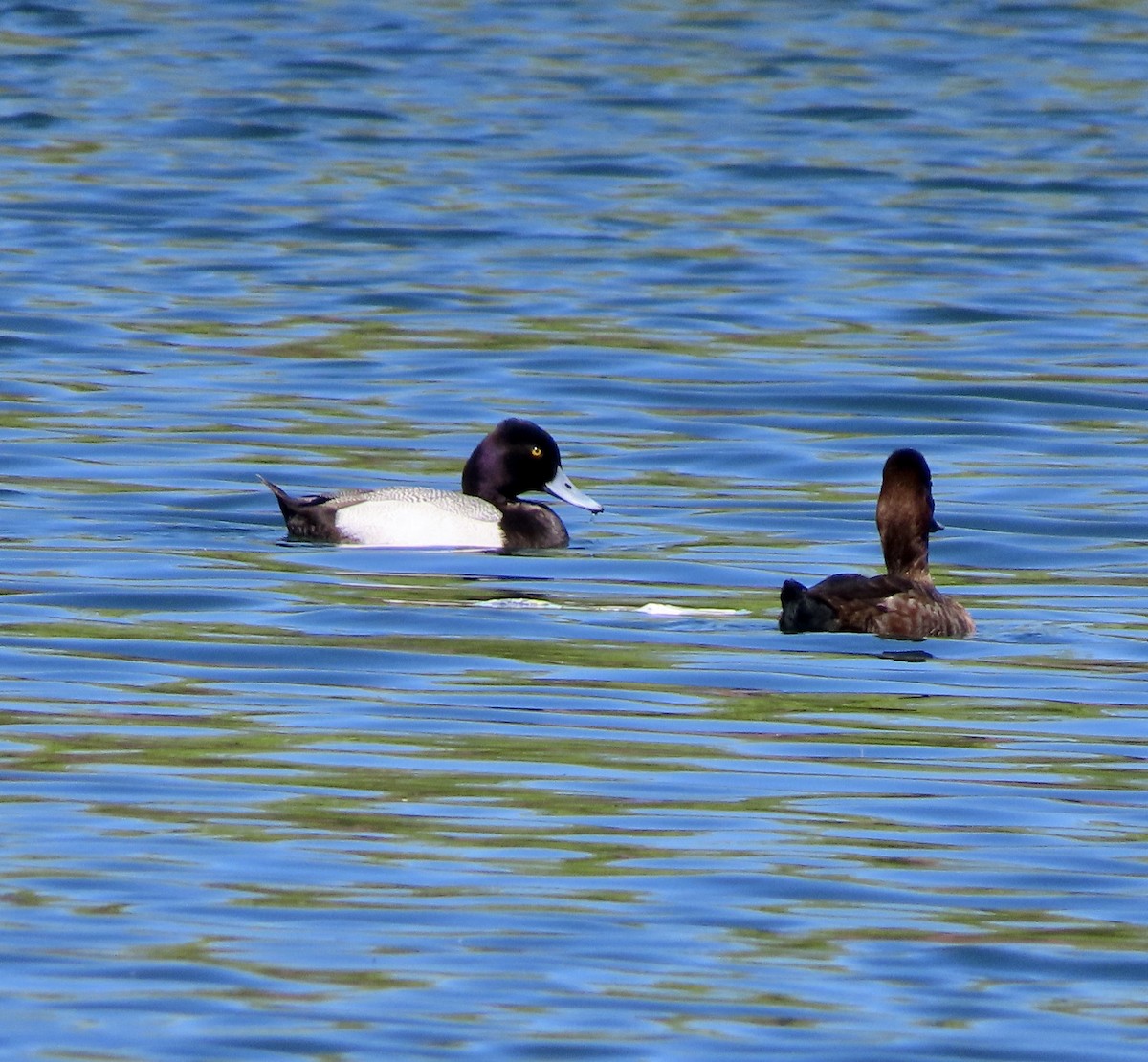 Lesser Scaup - George Chrisman