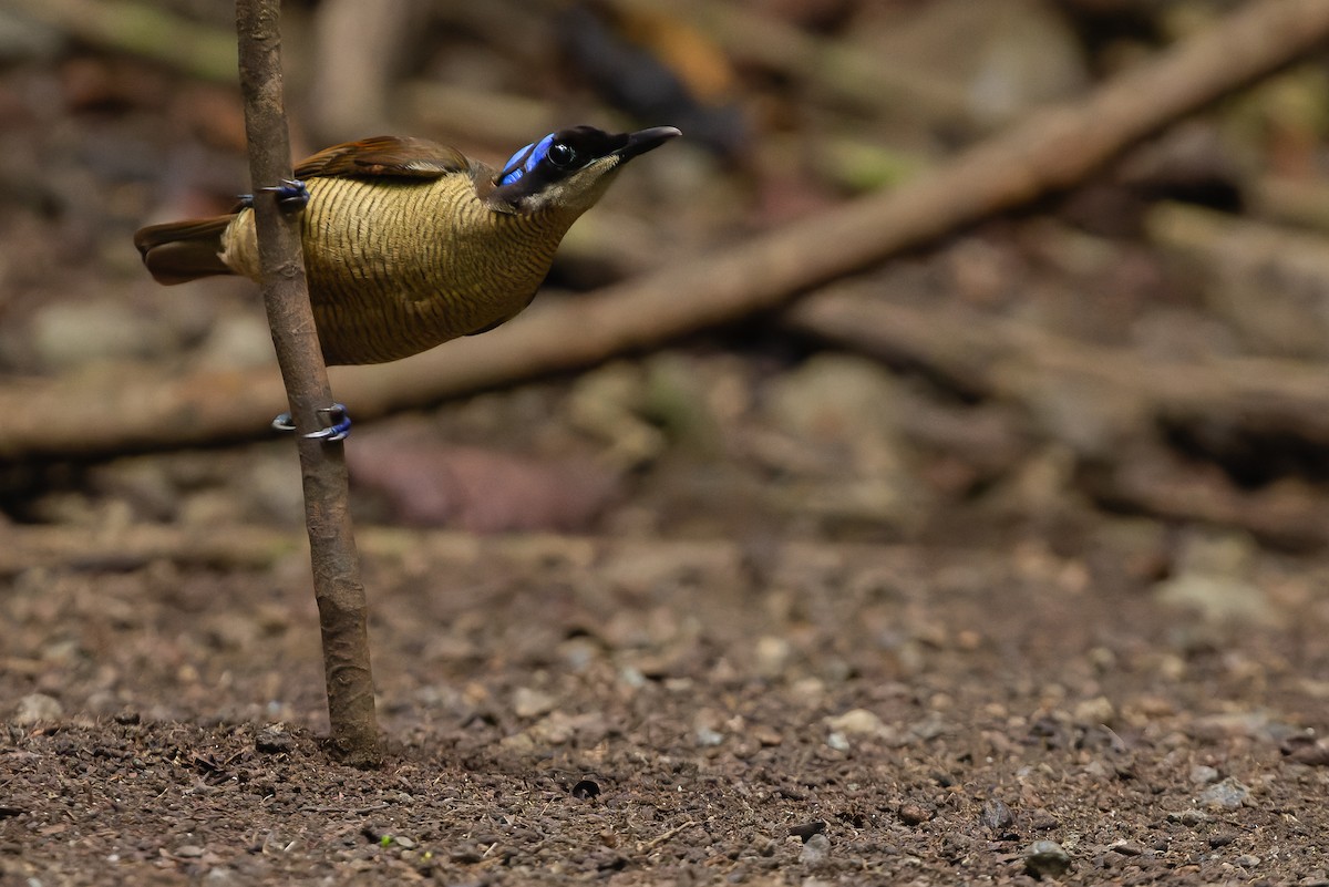 Wilson's Bird-of-Paradise - Joachim Bertrands