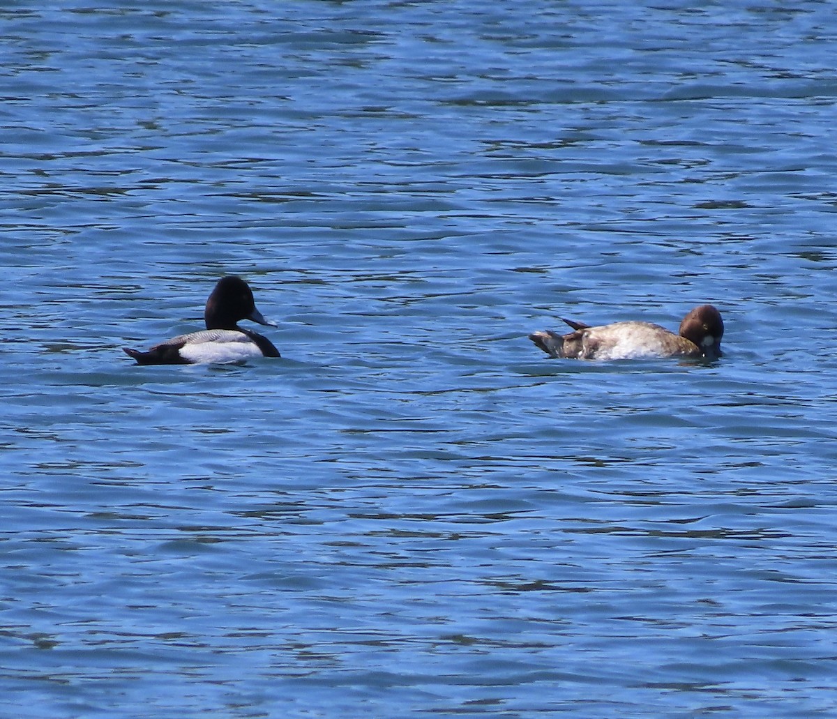 Lesser Scaup - ML617238039