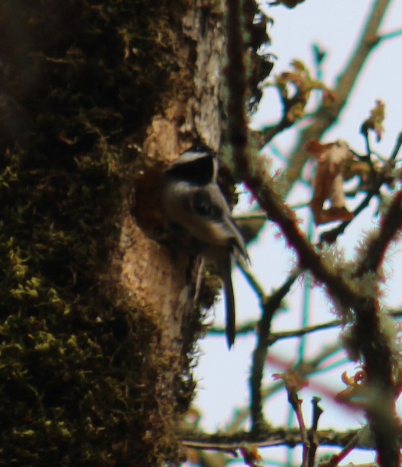 Black-capped Chickadee - ML617238046