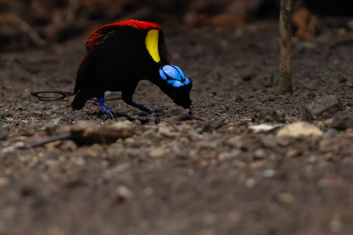 Wilson's Bird-of-Paradise - Joachim Bertrands