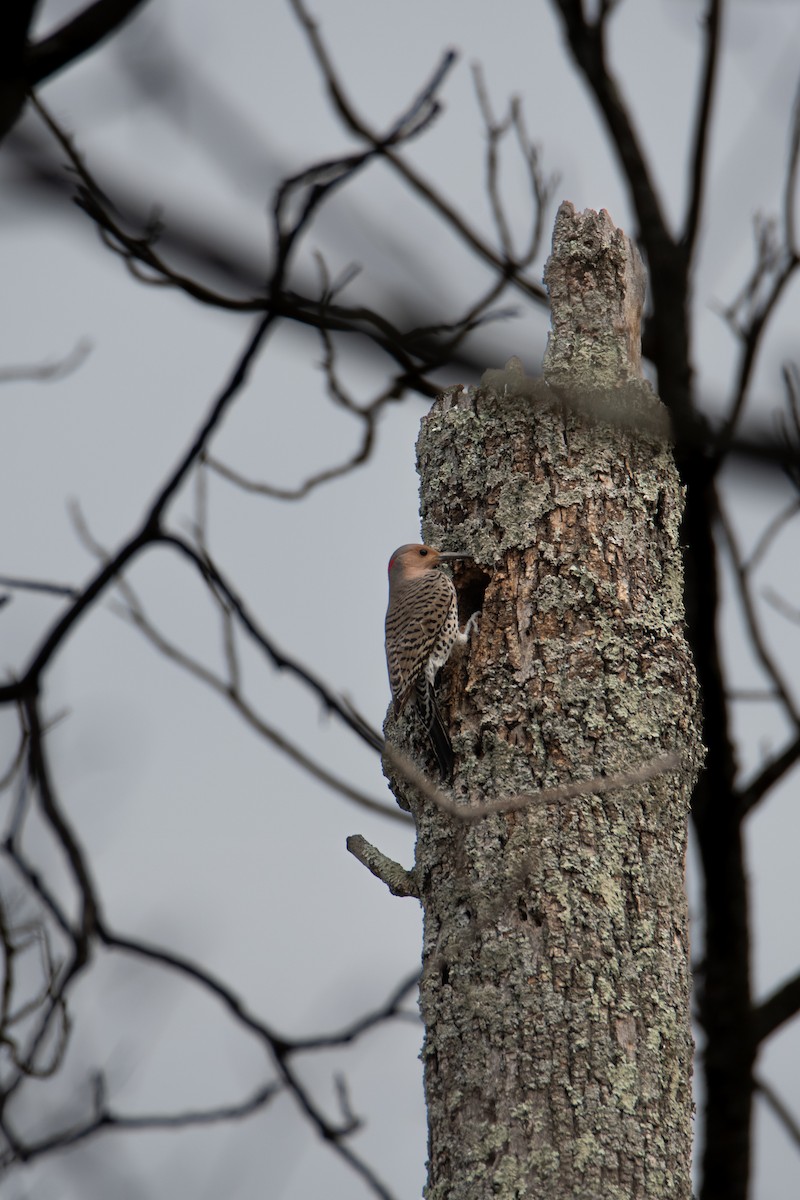 Northern Flicker - David Robinson