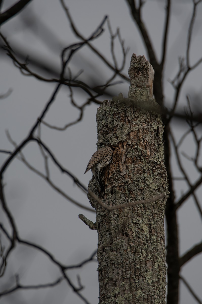 Northern Flicker - ML617238078