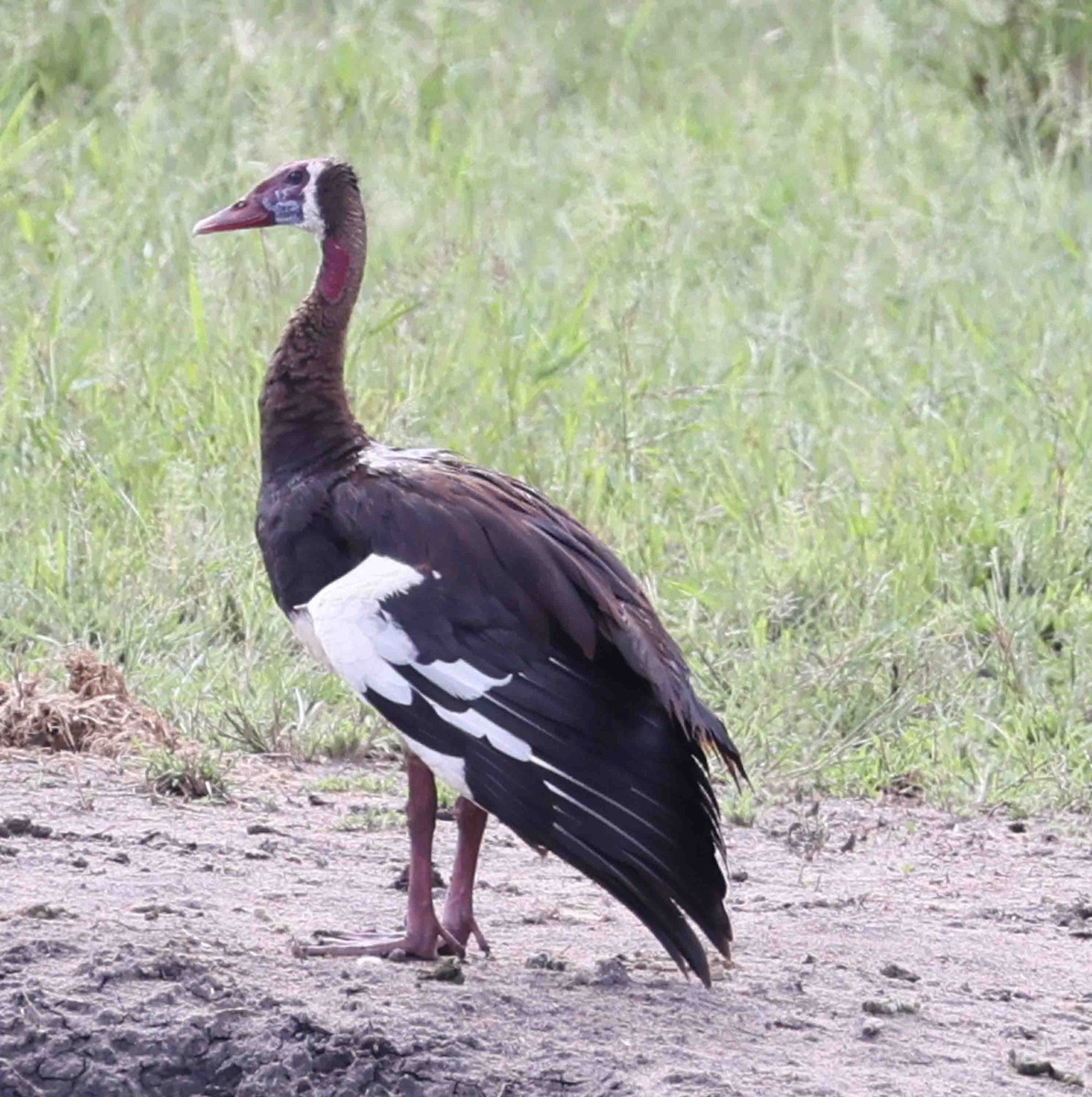 Spur-winged Goose - ML617238094
