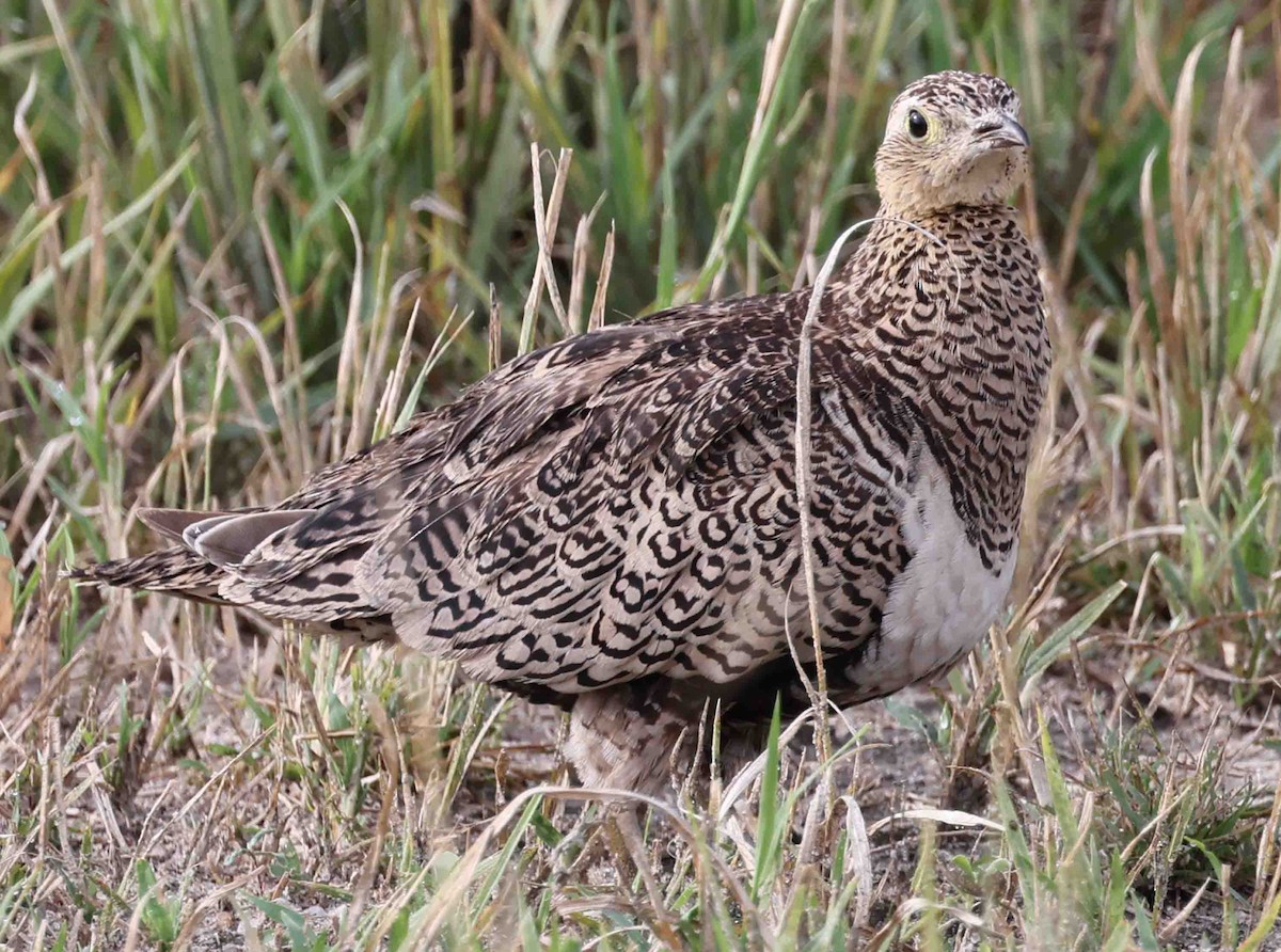 Black-faced Sandgrouse - ML617238107