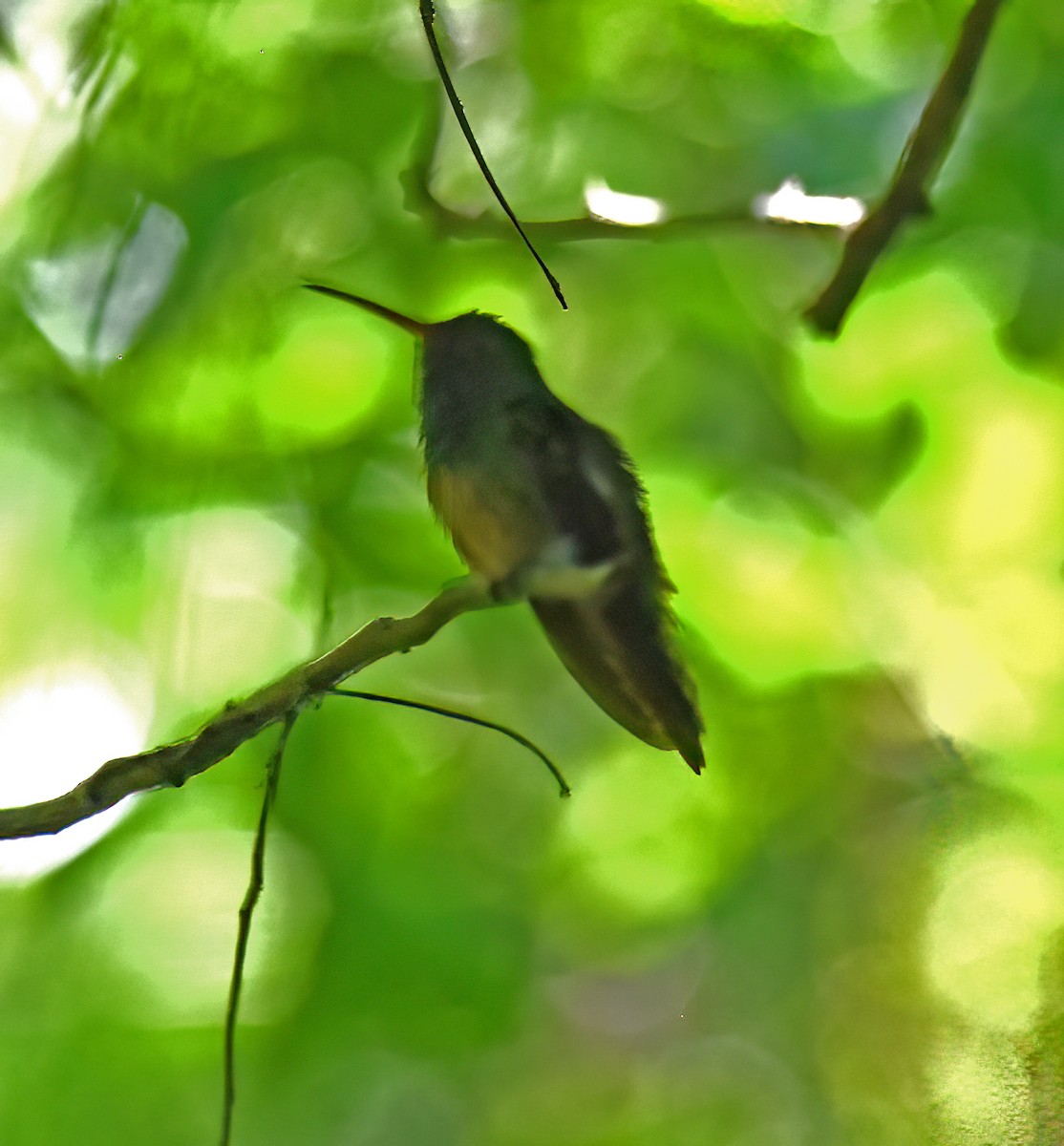 kolibřík yukatanský - ML617238122